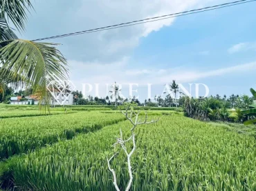 Serene Ricefield View Land in Ubud