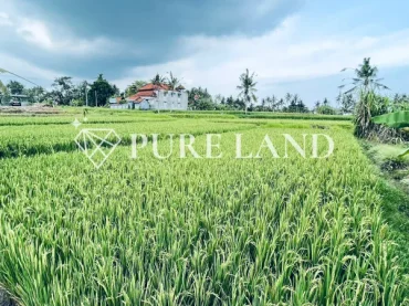 Serene Ricefield View Land in Ubud